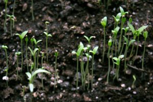 Henbane seedlings