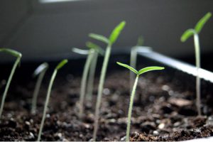 Datura stramonium seedlings