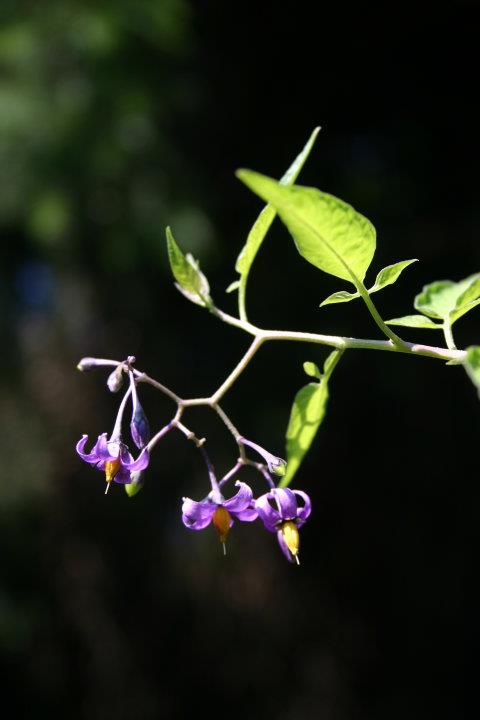 Bittersweet Nightshade Bittersweet Nightshade