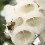 Bumblebee on White Foxglove