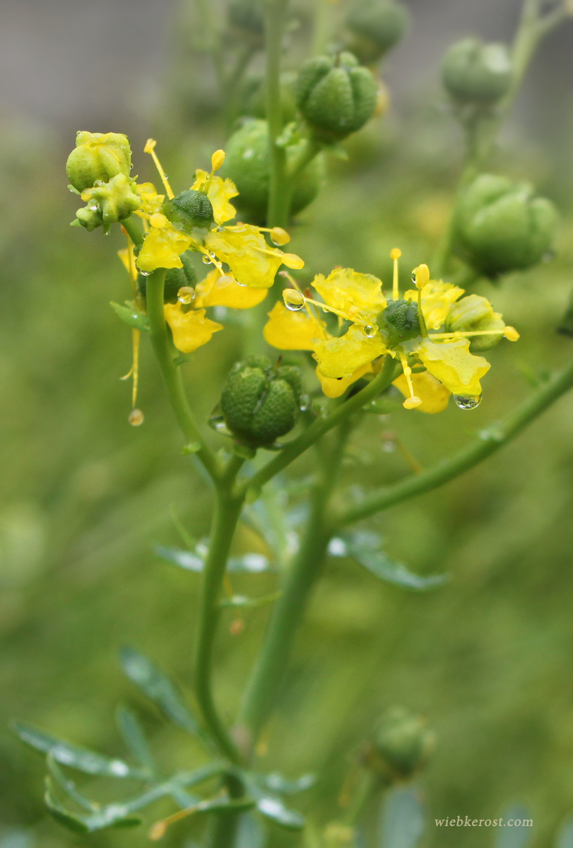 Rue flower Rue flower