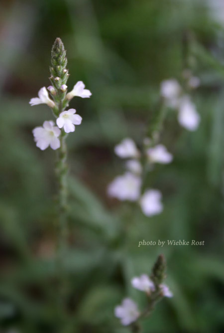Verbena officinalis Verbena officinalis