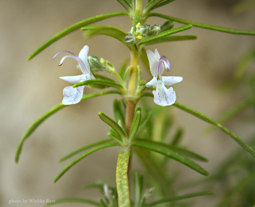 Hyssopus officinalis Hyssopus officinalis