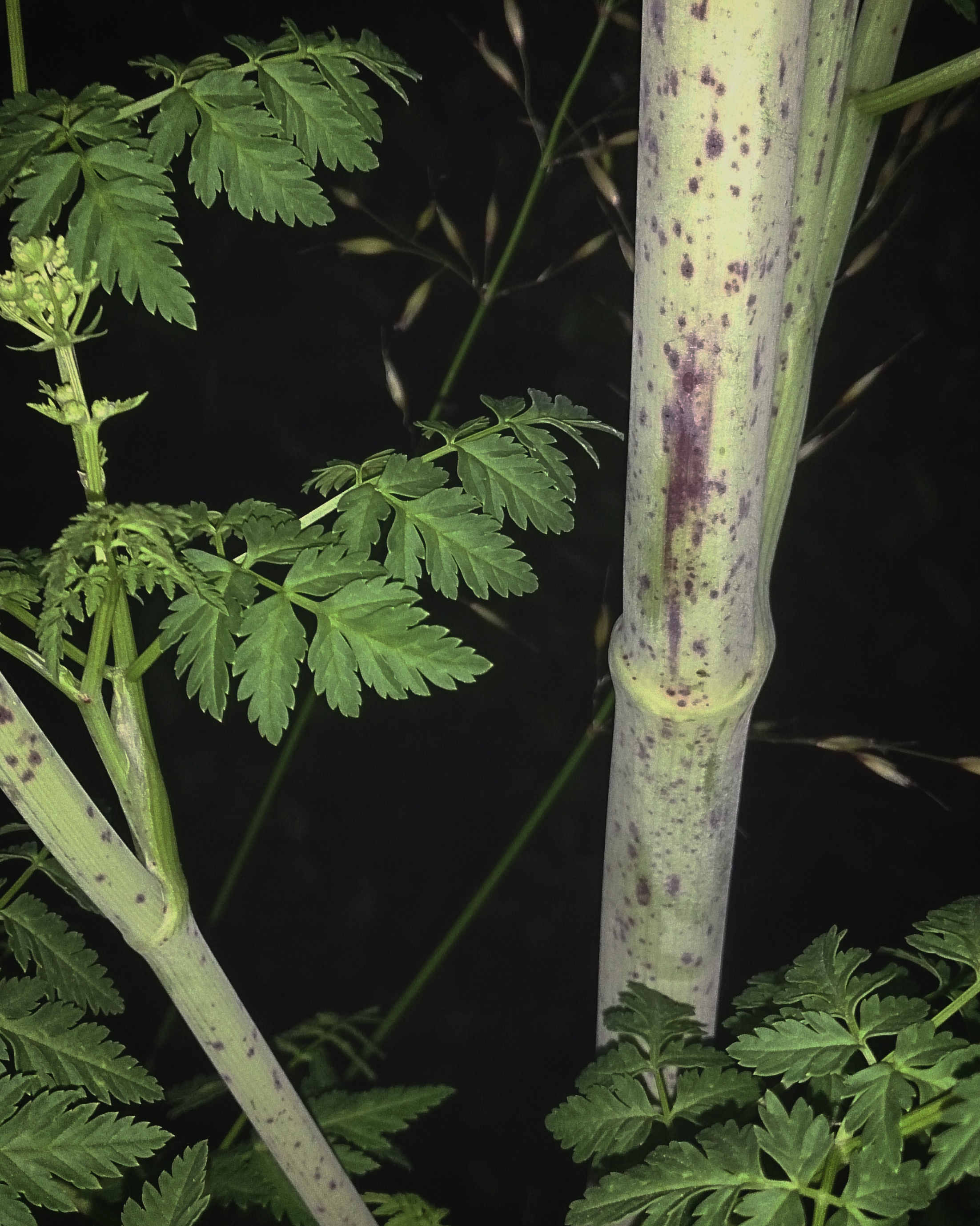 Poison Hemlock, May 2016