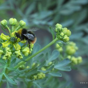 Healing Herb Seeds