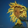 Helianthus anuus