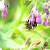 Symphytum officinale
