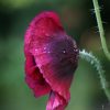 Papaver somniferum ‘Ruby Glow’