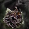 Datura metel ‘Fastuosa’ Black Currant Swirl