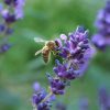 Lavender Bee Lavender Bee