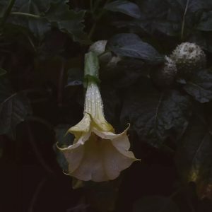 Datura Seeds