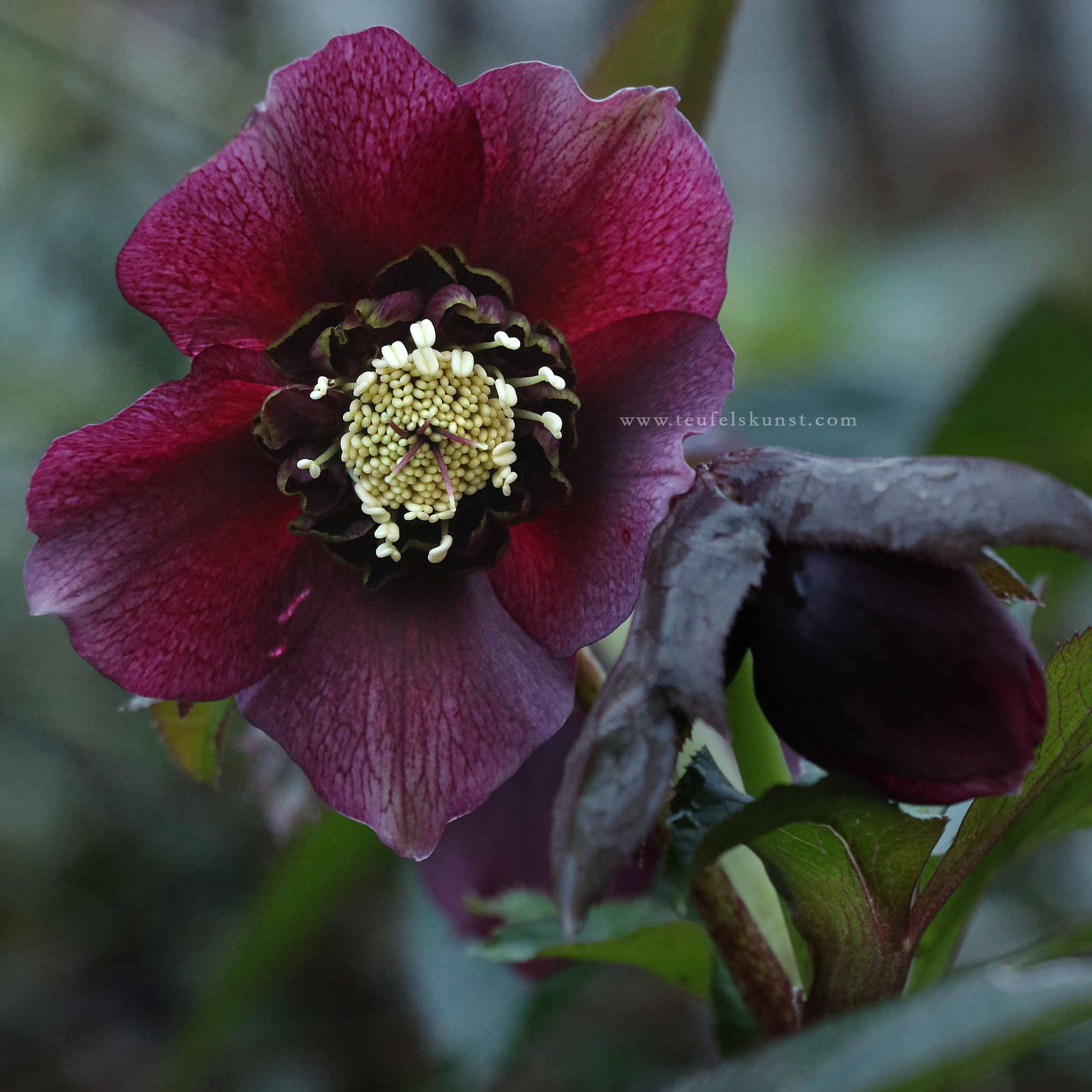 Dark red Lenten rose, 2024
