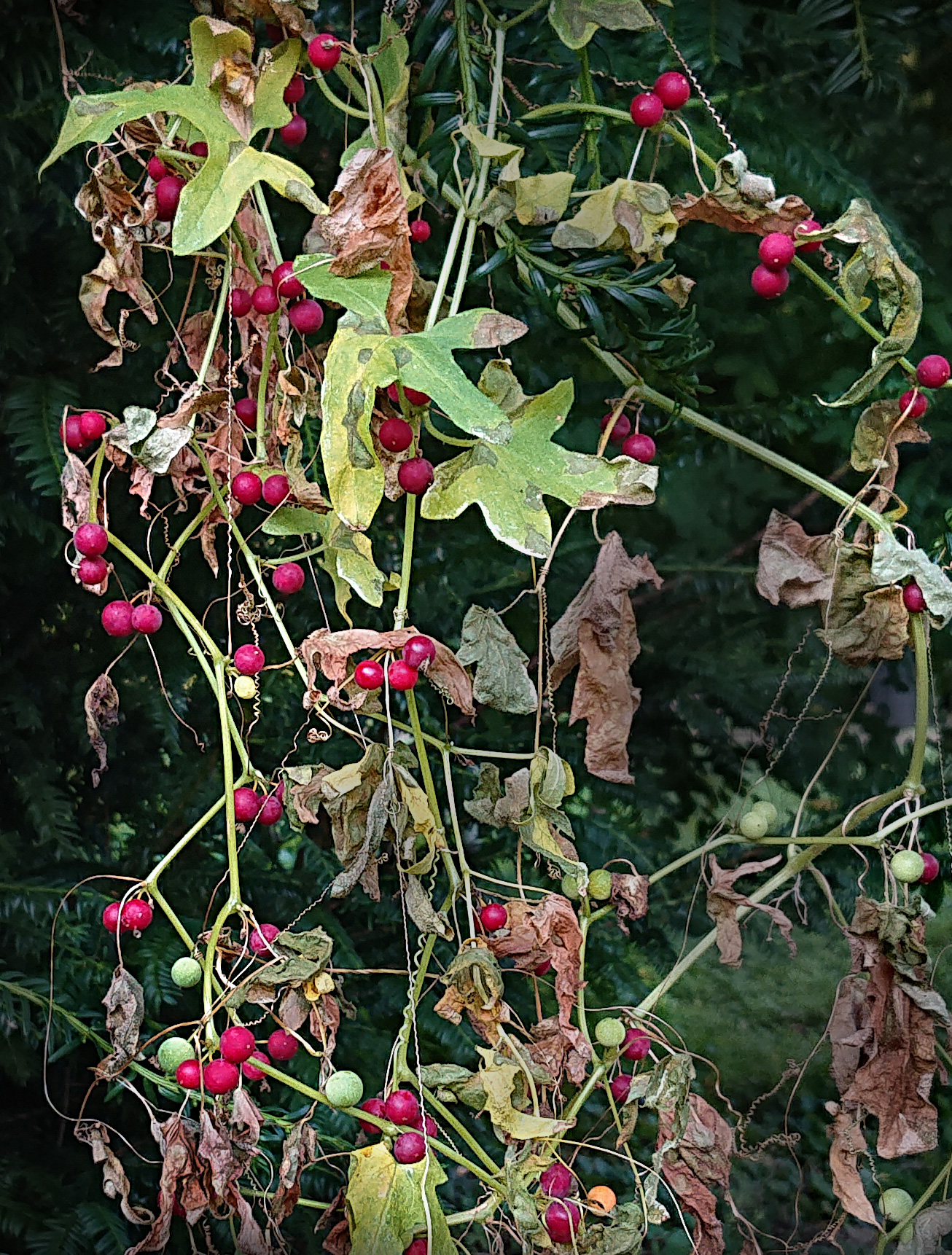 Bryony