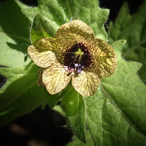 Witching Herbs Seeds