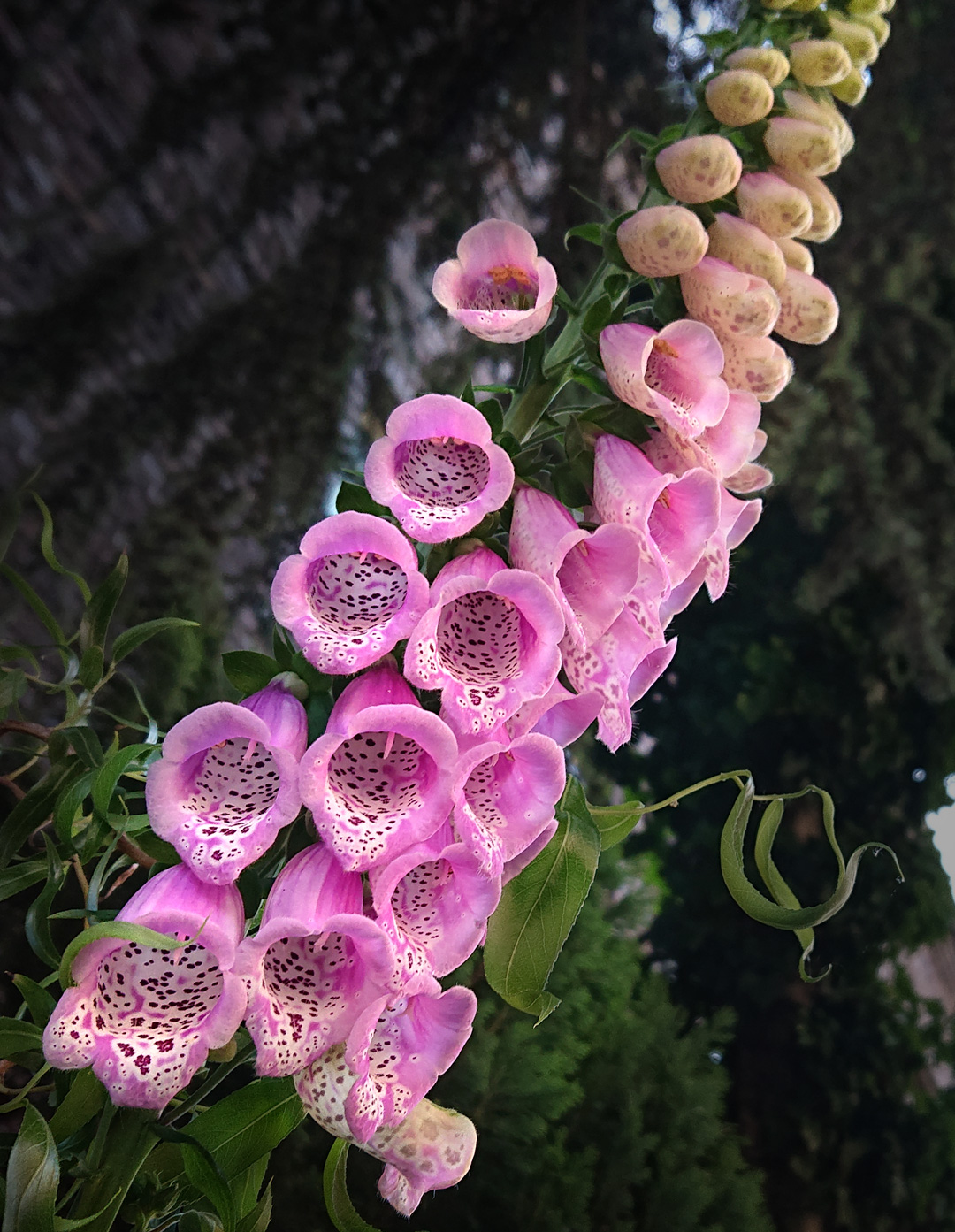 Foxglove ’25