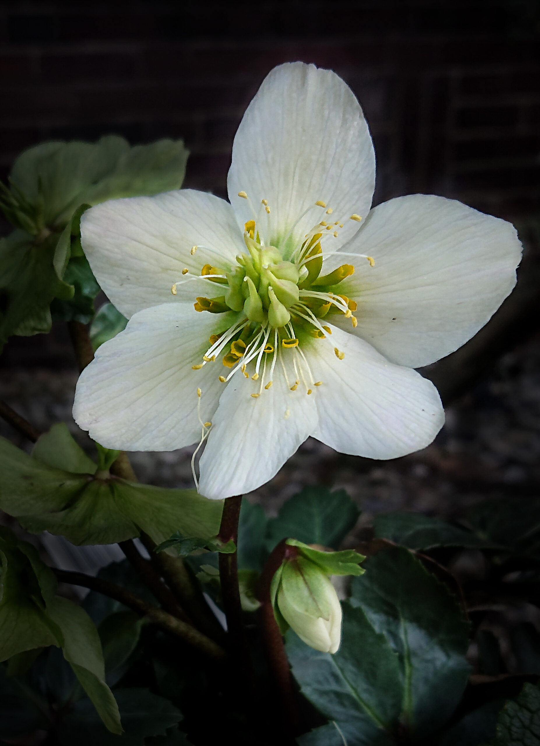 Helleborus niger ’25