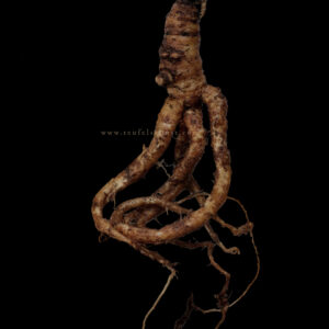 "Bodhi" Mandrake + Art