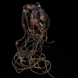 "Radha Juggernaut" Mandrake + Art