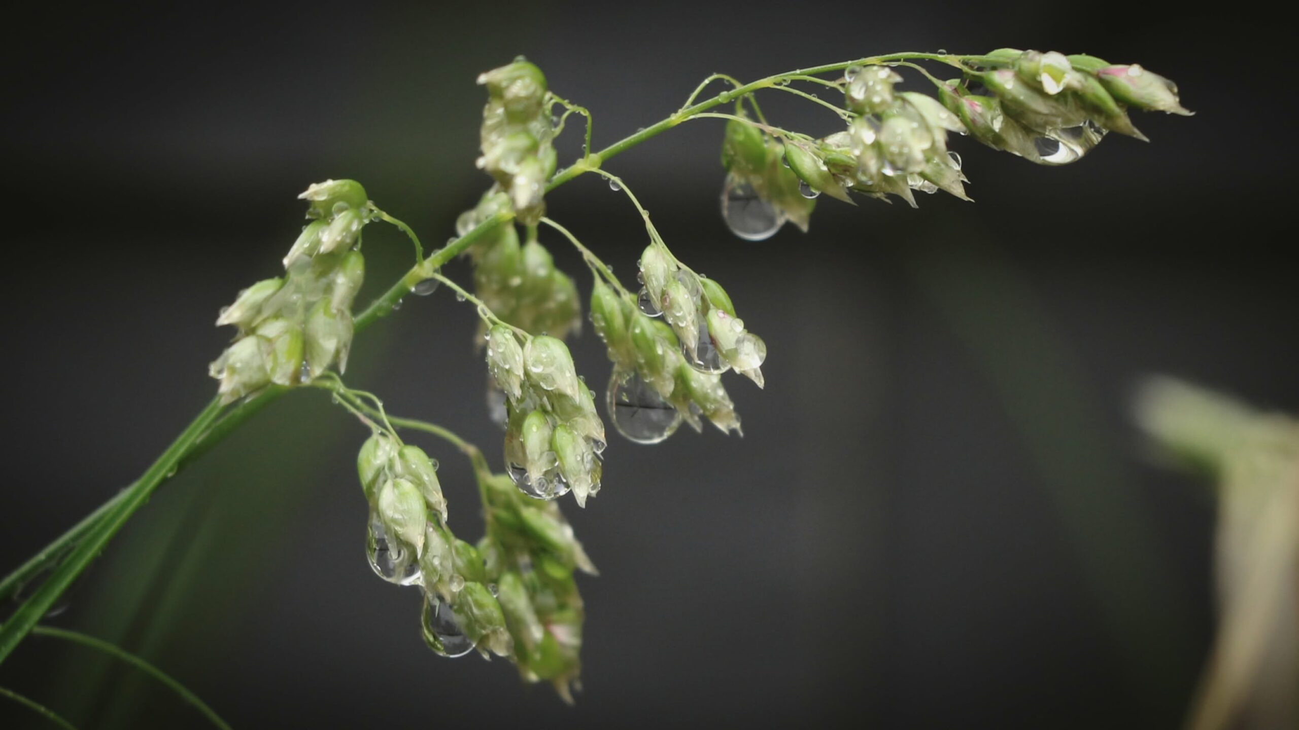 Hierochloe odorata