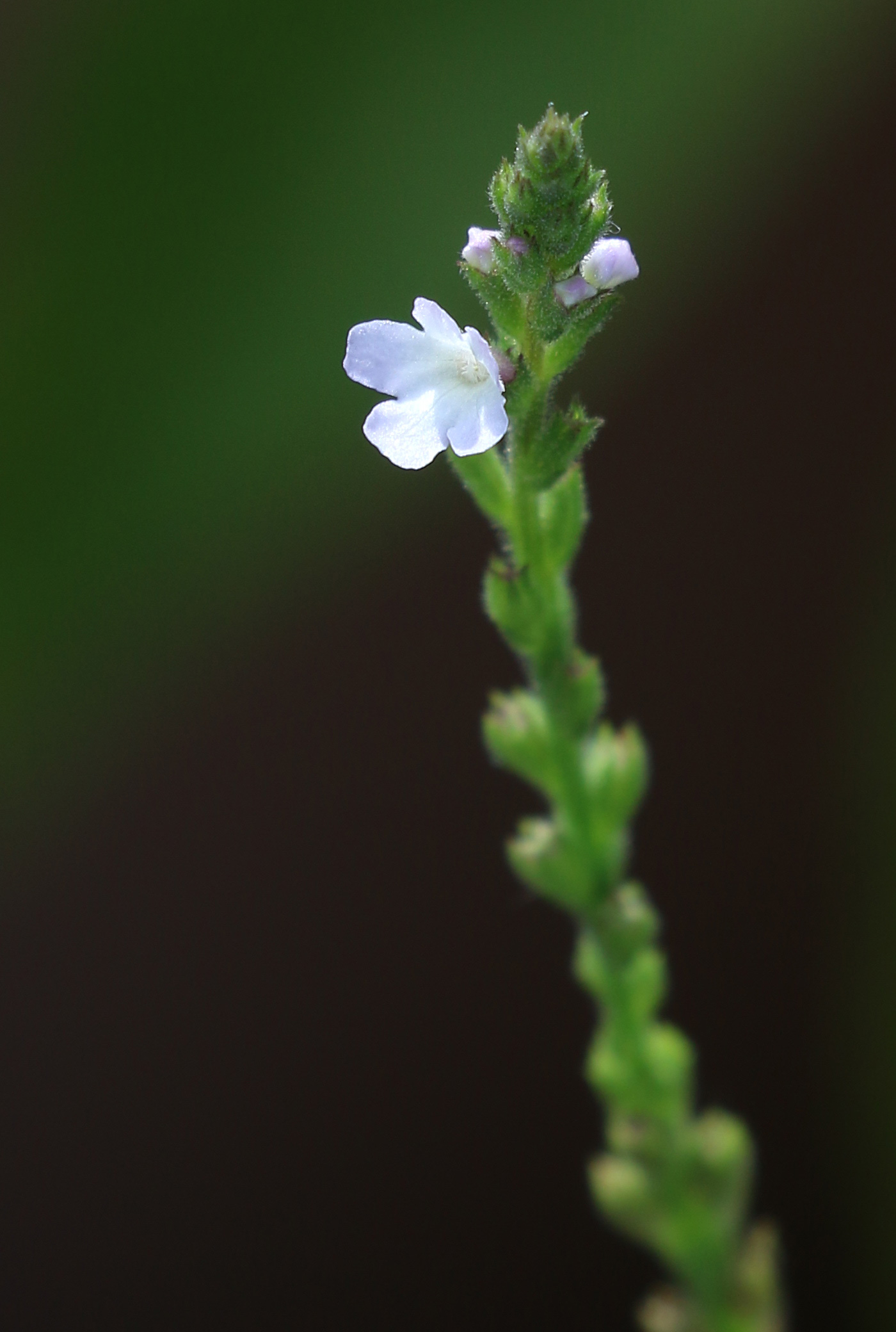 Verbena officinalis